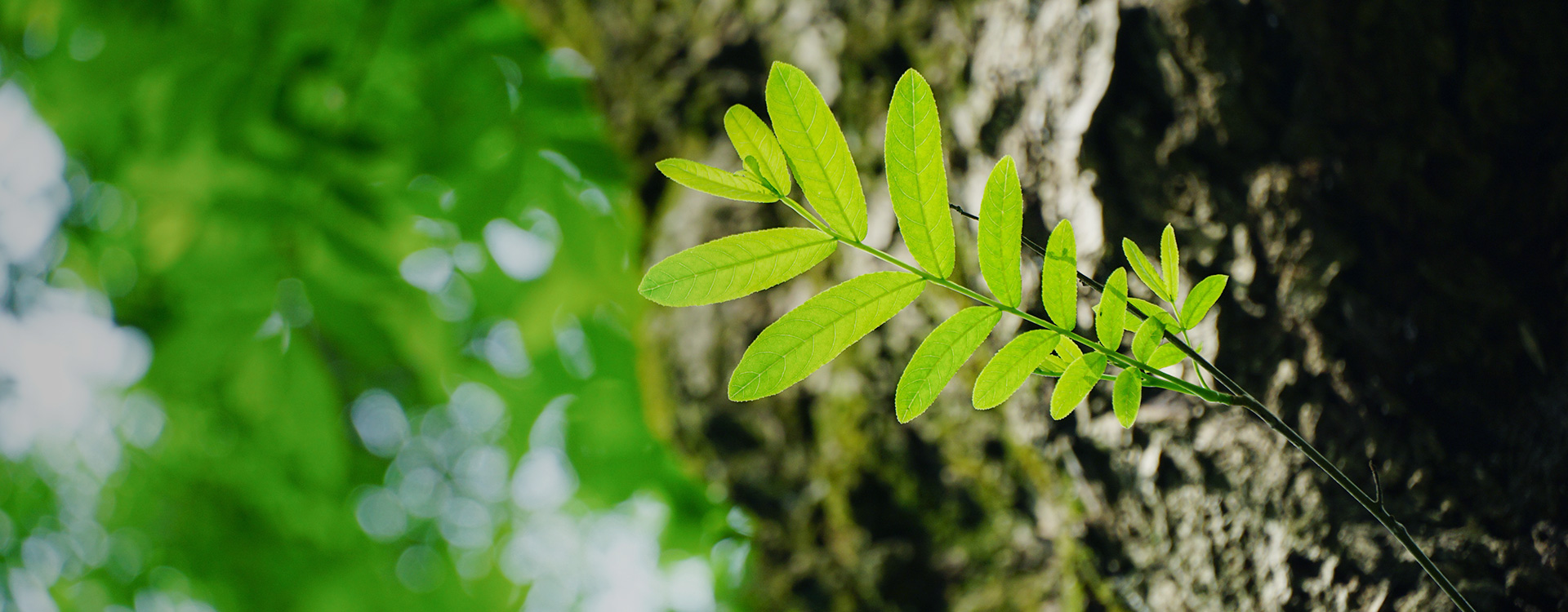 科技創(chuàng  )新