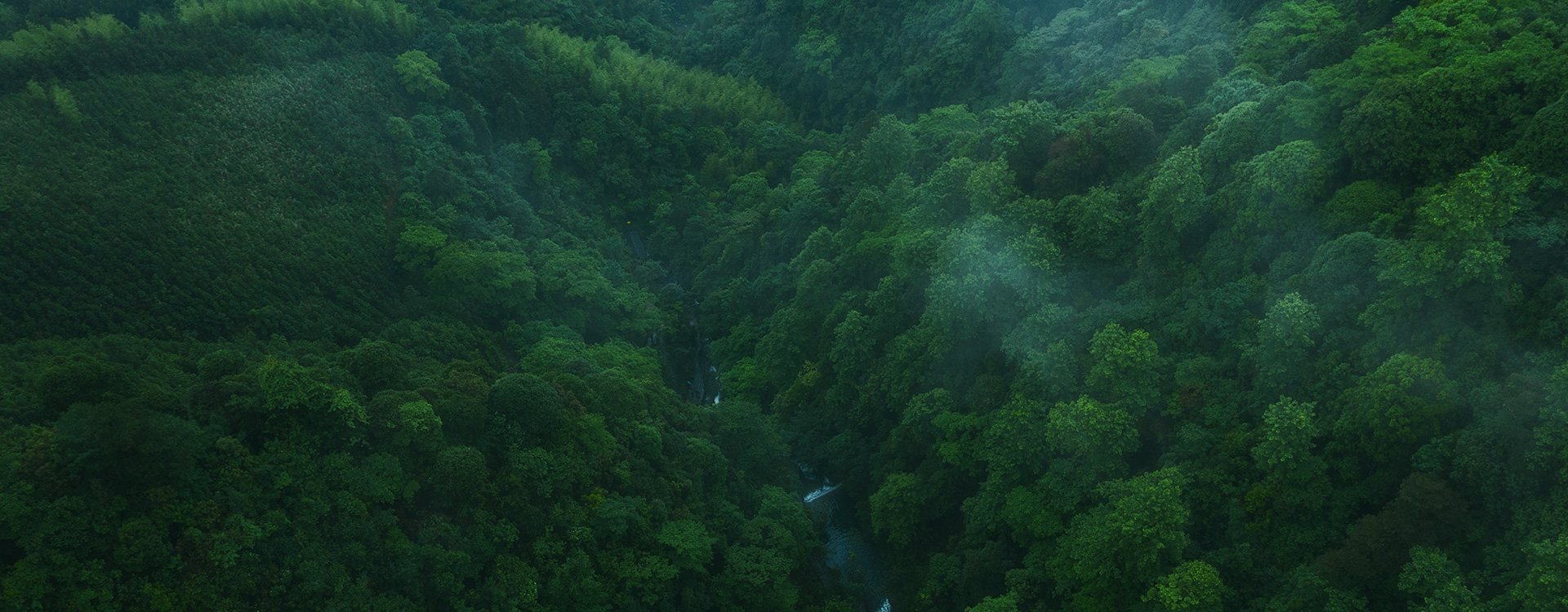 生態(tài)林業(yè)