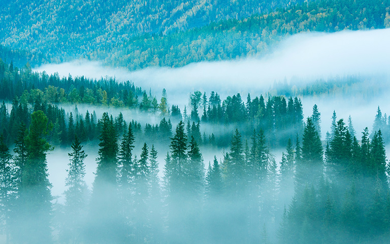 生態(tài)林業(yè)