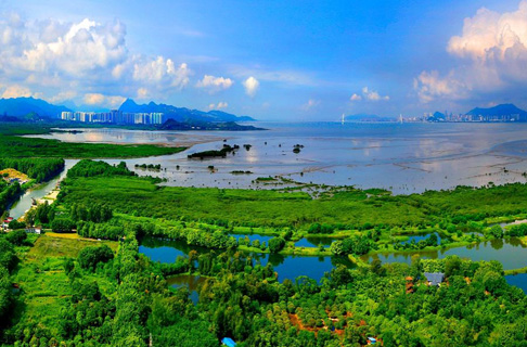 深圳灣濱海紅樹(shù)林濕地修復項目