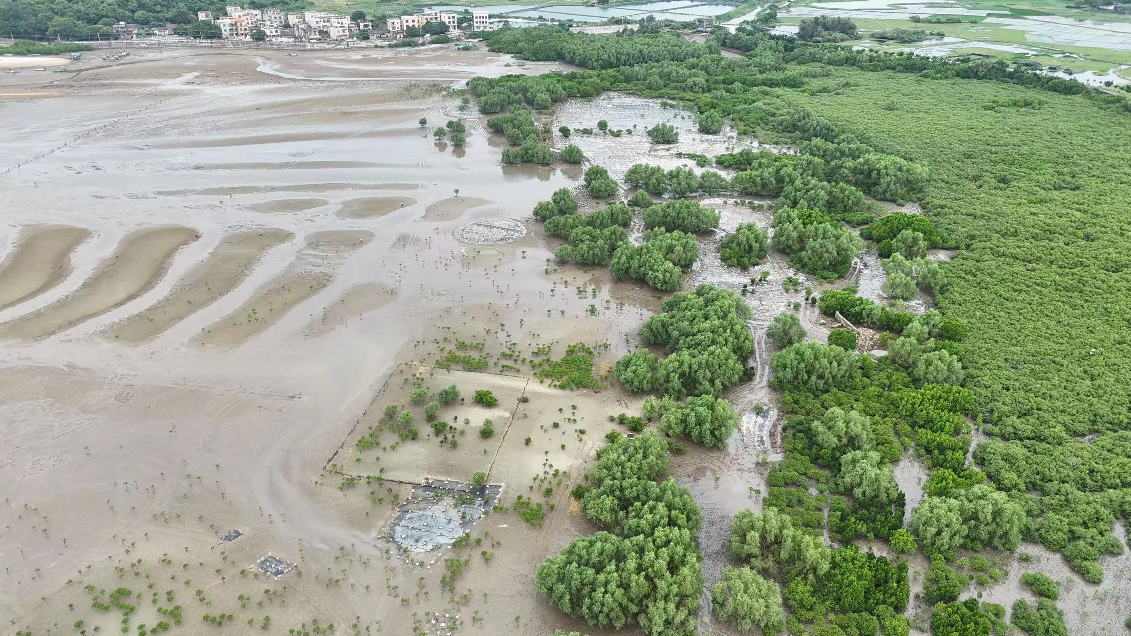 陽(yáng)江市海陵區2024年互花米草防治項目