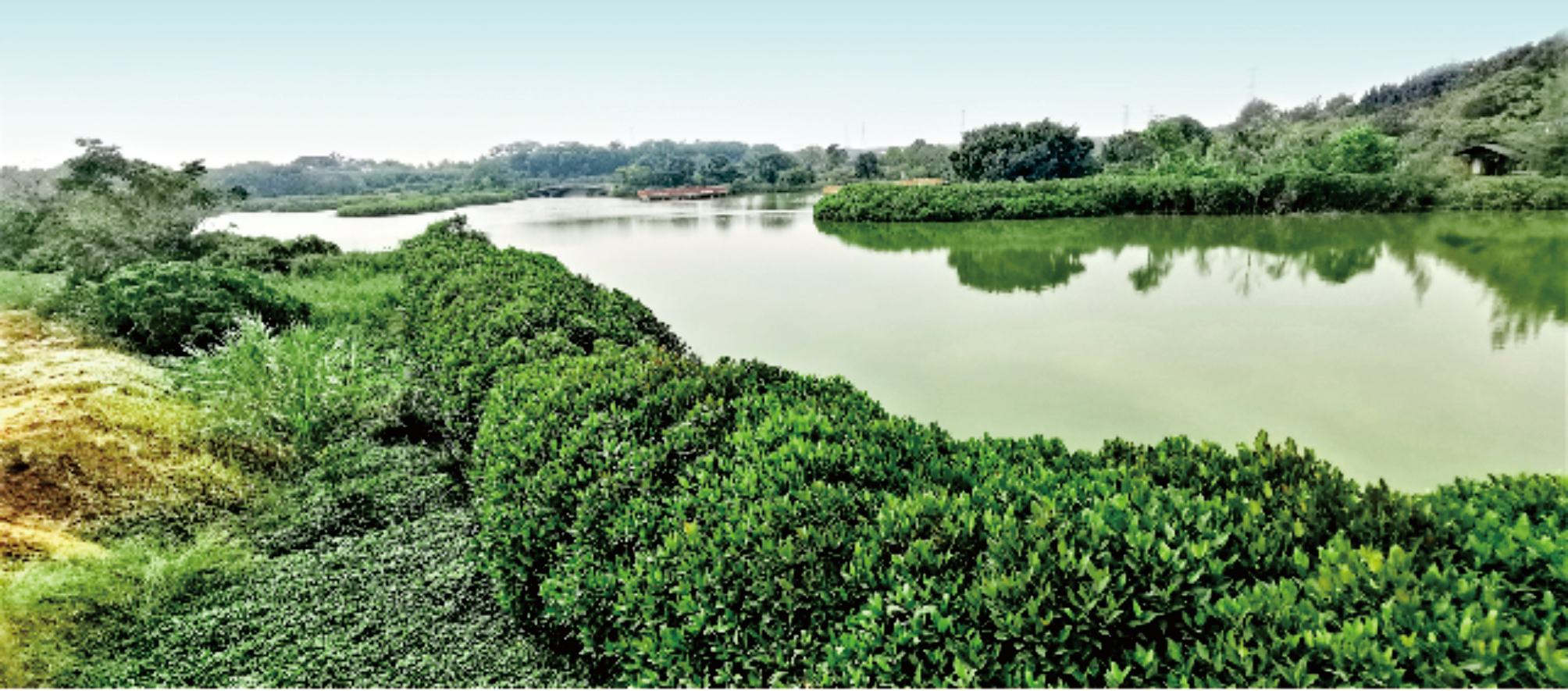 深圳海上田園紅樹(shù)林生態(tài)修復工程項目