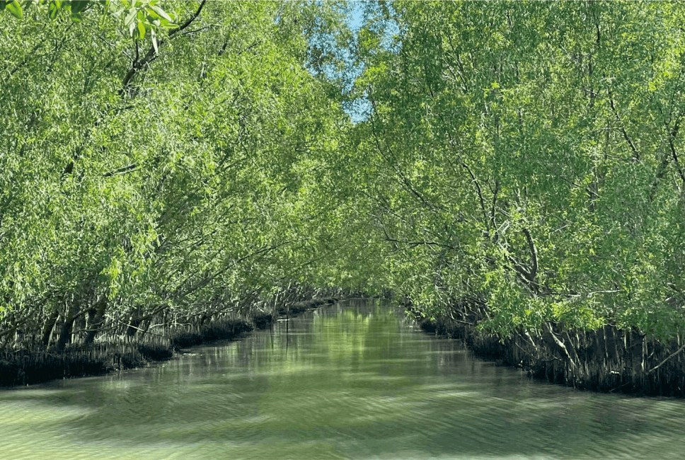 茂名水東灣紅樹(shù)林修復改造項目