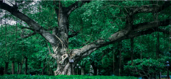 深圳市古樹(shù)名木全面核查報告項目