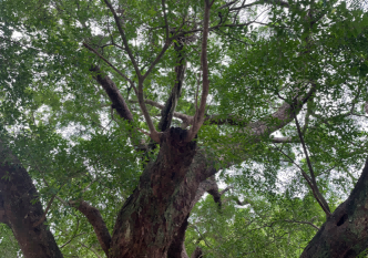 龍川縣2022年古樹(shù)名木補充調查項目