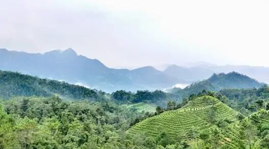 信宜市林地保護利用規劃（2021-2035）編制項目