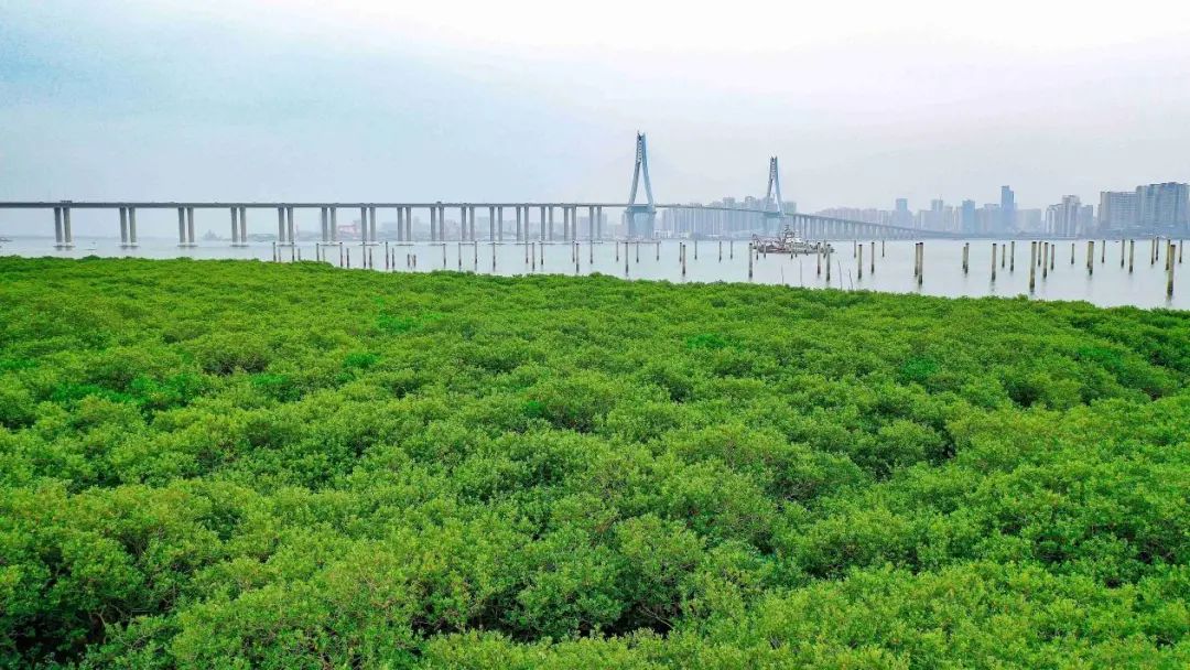 湛江市坡頭區林地保護利用規劃