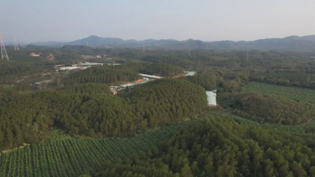 陽(yáng)江市國有陽(yáng)江林場(chǎng)2019年森林補植造林及撫育項目