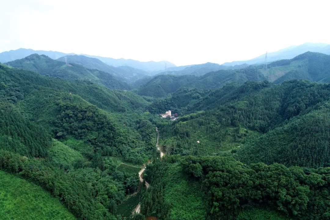 清新區林業(yè)外來(lái)入侵物種普查技術(shù)服務(wù)項目