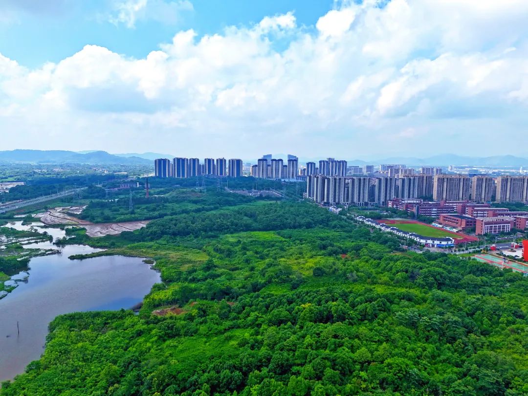 江西省贛江新區金橋鄉松材線(xiàn)蟲(chóng)防治監理