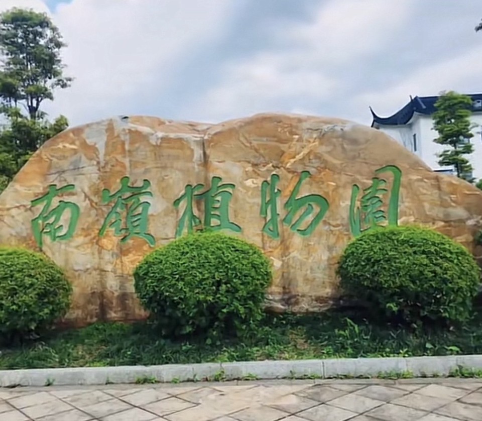 郴州南嶺植物園擴園森林質(zhì)量精準提升桉樹(shù)林改造項目