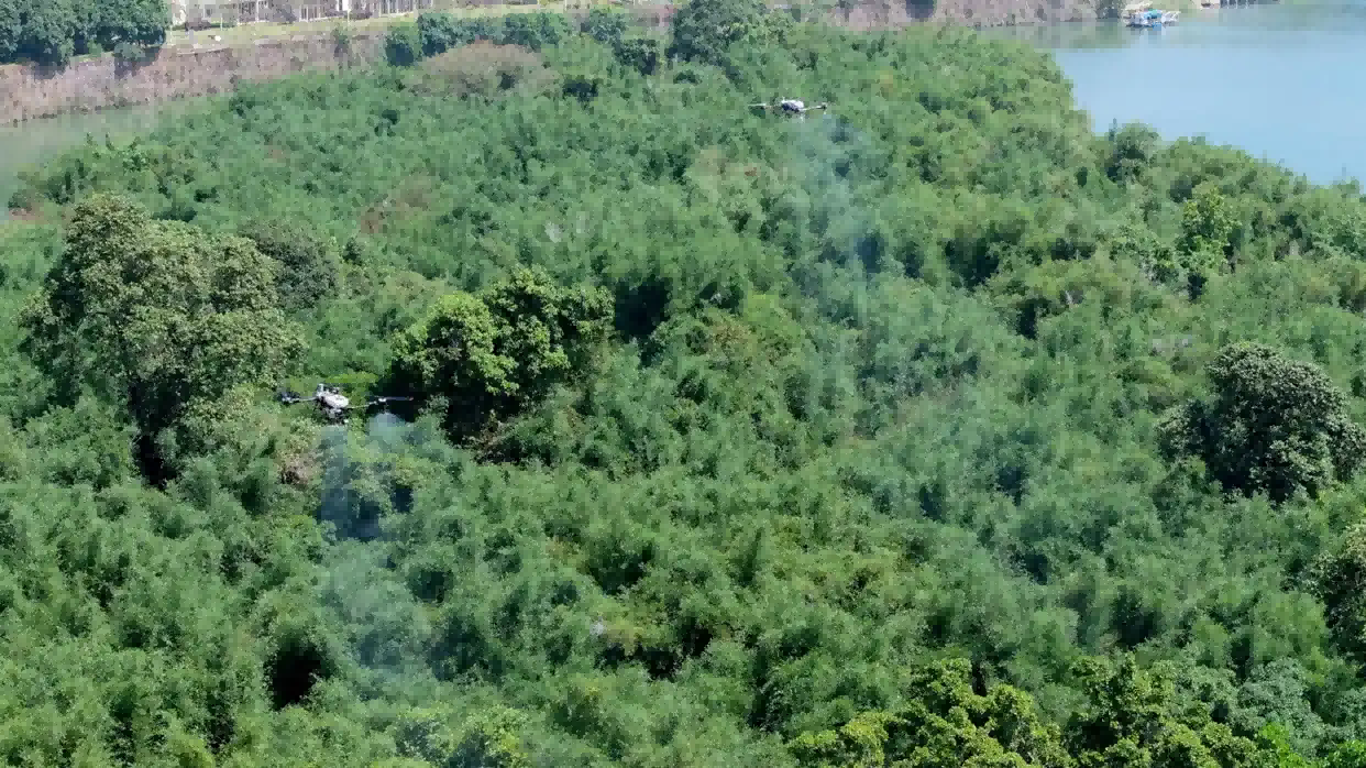 廣州白云太和鎮松材線(xiàn)蟲(chóng)病防治項目